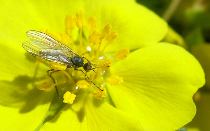 Empididae, Rhamphomyia sp.