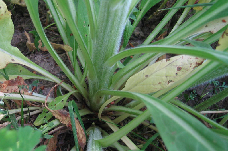 Cynoglossum sp