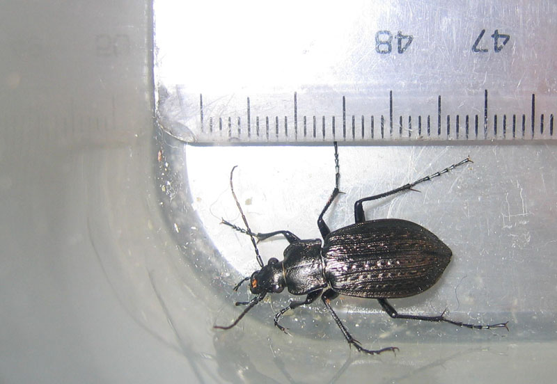 da determinare...... Carabus granulatus interstitialis