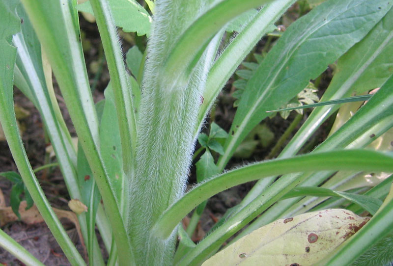 Cynoglossum sp