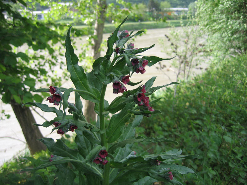 Cynoglossum sp