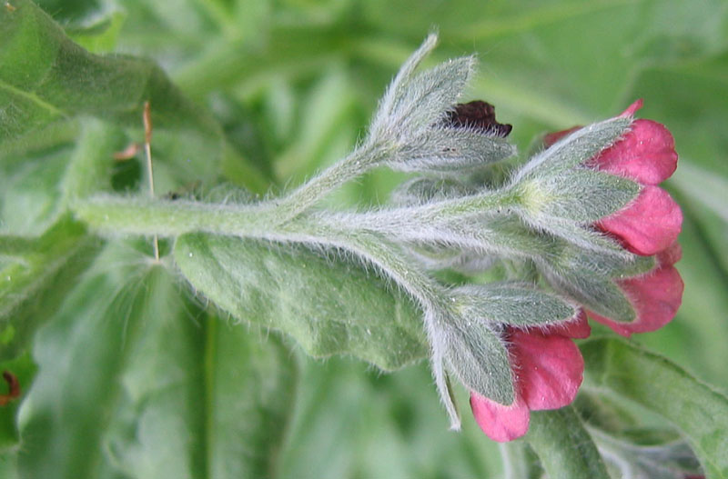 Cynoglossum sp