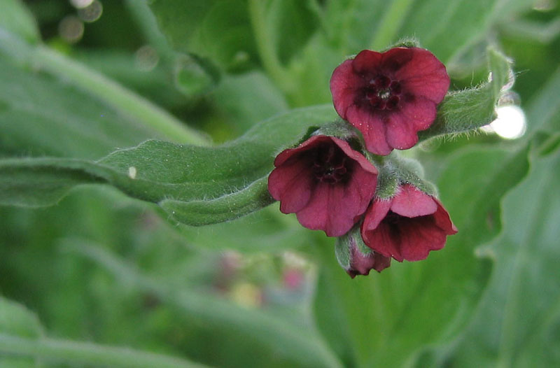 Cynoglossum sp
