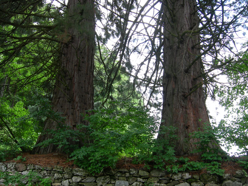 Alberi monumentali: 5 Sequoia (Favogna - BZ)