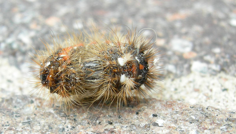 bruco: Acronicta rumicis - Noctuidae.........dal Trentino