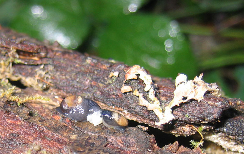 sar riuscito l''accoppiamento ?......Vitrinidae