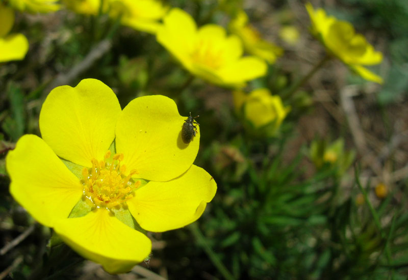 Orchestes (Salius) fagi