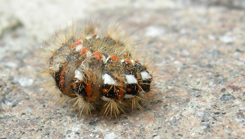 bruco: Acronicta rumicis - Noctuidae.........dal Trentino