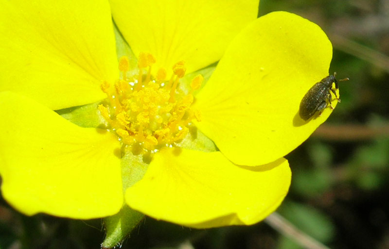 Orchestes (Salius) fagi