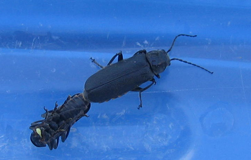 Cantharis tristis....dal Trentino