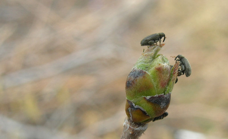 Orchestes (Salius) fagi