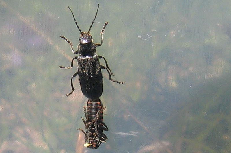 Cantharis tristis....dal Trentino