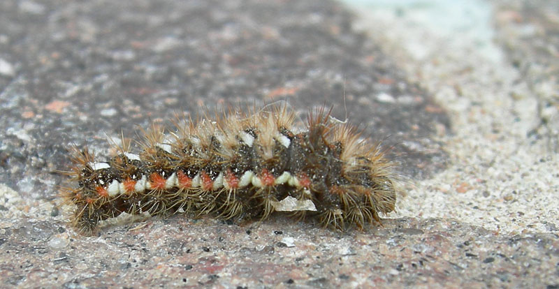 bruco: Acronicta rumicis - Noctuidae.........dal Trentino