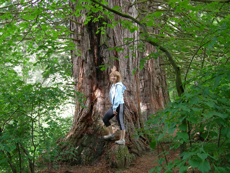 Alberi monumentali: 5 Sequoia (Favogna - BZ)