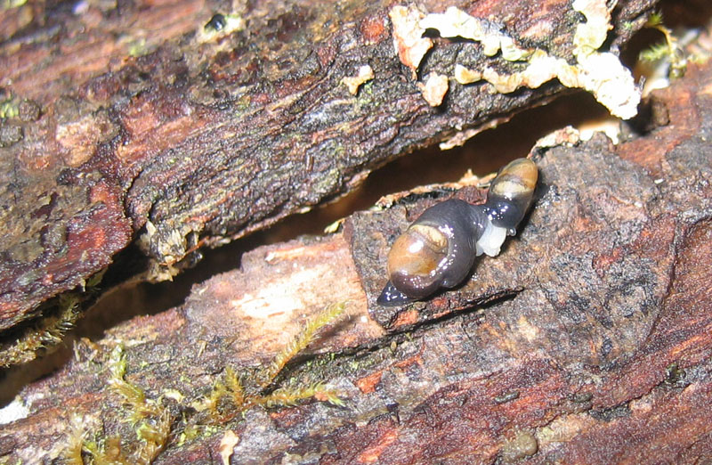 sar riuscito l''accoppiamento ?......Vitrinidae