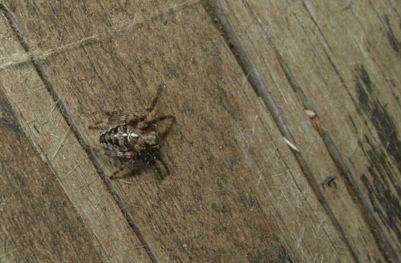 Araneus diadematus
