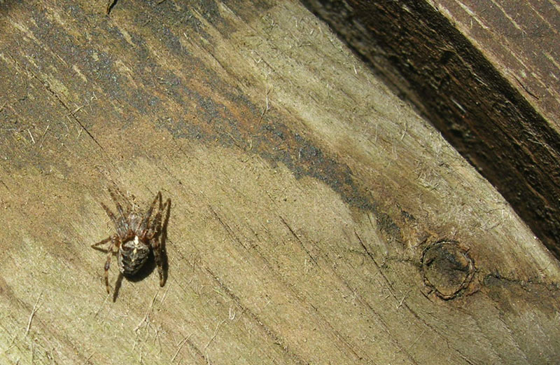 Araneus diadematus