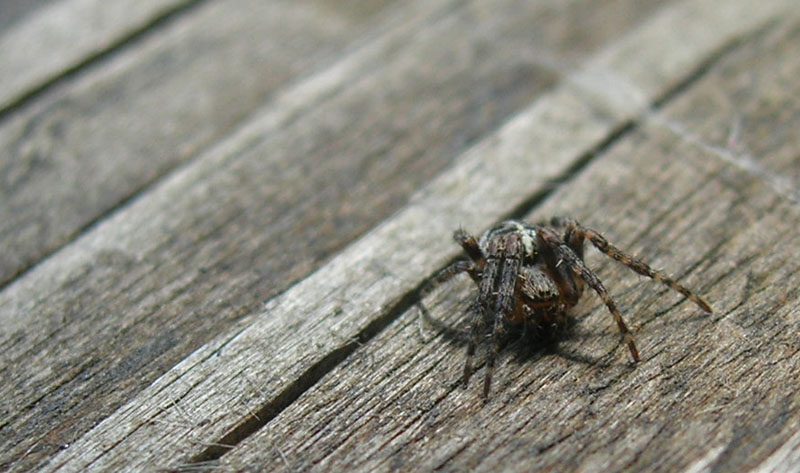 Araneus diadematus