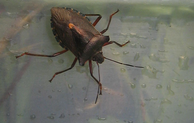 Pentatomidae: Pentatoma rufipes su Sorbus aucuparia (TN)