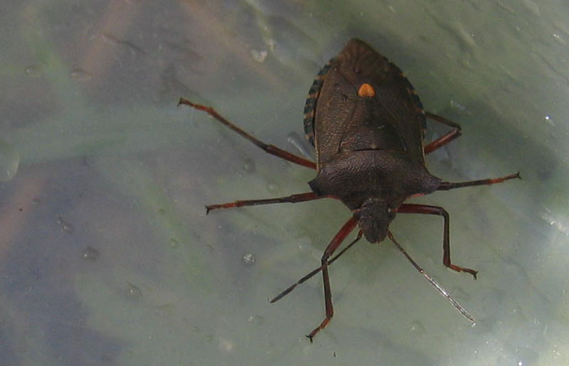 Pentatomidae: Pentatoma rufipes su Sorbus aucuparia (TN)