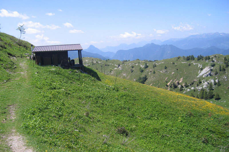 Oreina cacaliae......dal Trentino