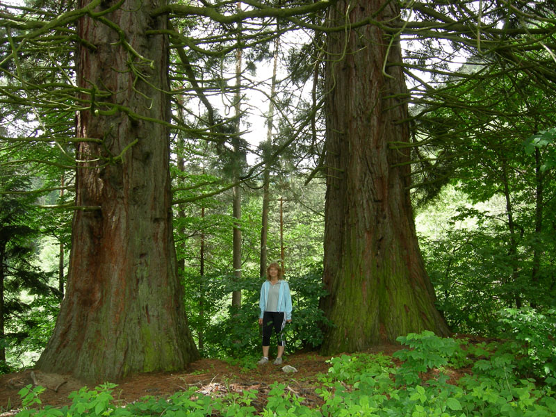 Alberi monumentali: 5 Sequoia (Favogna - BZ)
