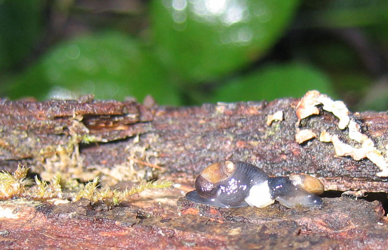 sar riuscito l''accoppiamento ?......Vitrinidae