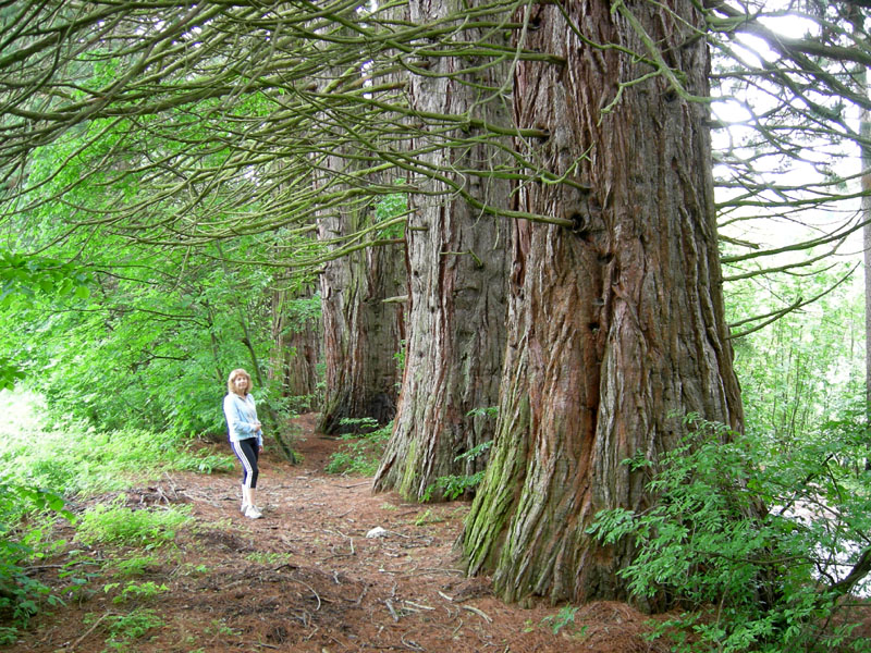 Alberi monumentali: 5 Sequoia (Favogna - BZ)