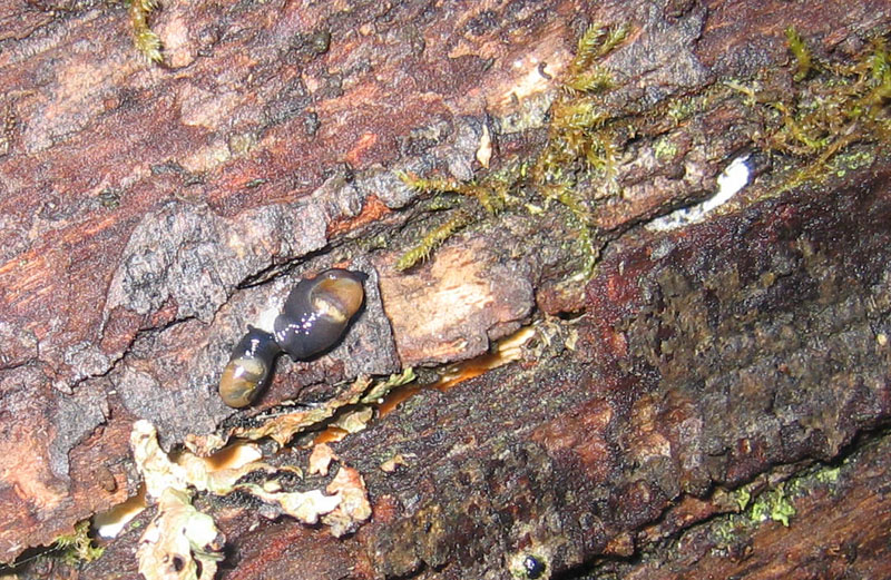 sar riuscito l''accoppiamento ?......Vitrinidae