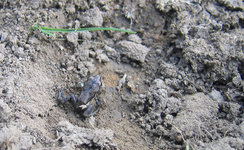 anfibio piccolissimo... Bufo bufo