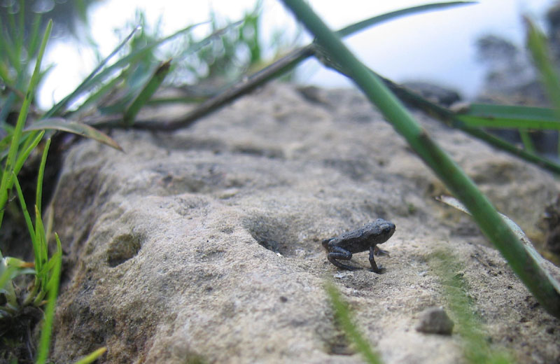 anfibio piccolissimo... Bufo bufo