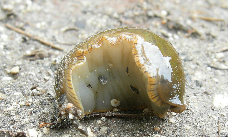 gradazioni di colore di Arion sp.