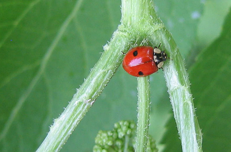 Coccinellidae: Adalia bipunctata (TN)