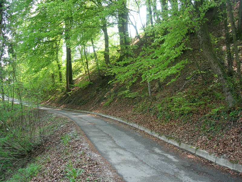 gradazioni di colore di Arion sp.