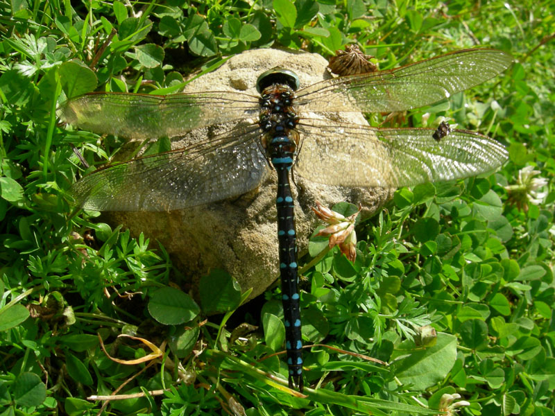 salvataggio libellula: Aeshna juncea.....Trentino/Veneto