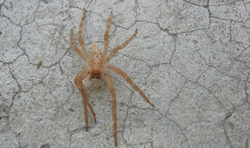 esuvia Zoropsis spinimana