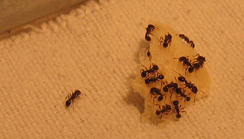 formiche: Tetramorium sp- (Formicidae)