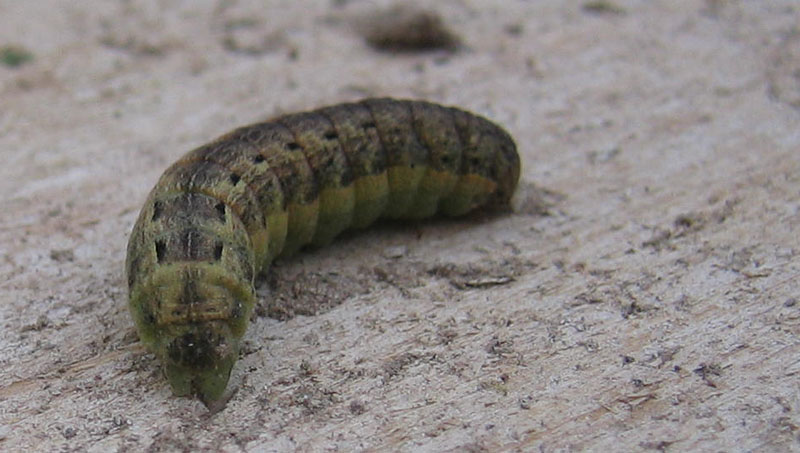 bruco: Noctua pronuba - Noctuidae.......... dal Trentino