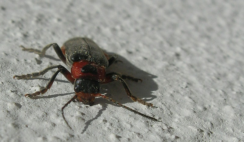 da determinare... Cantharis rustica