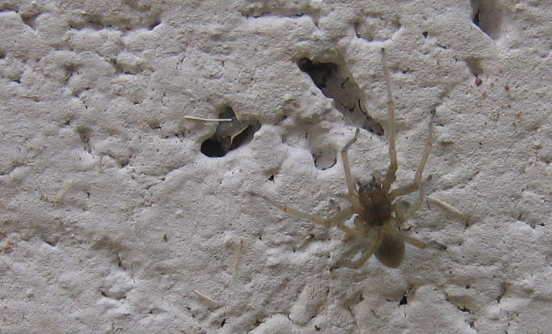 Cheiracanthium sp.