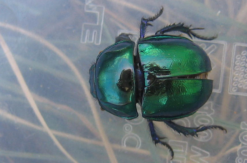 Trypocopris vernalis vernalis....dal Trentino