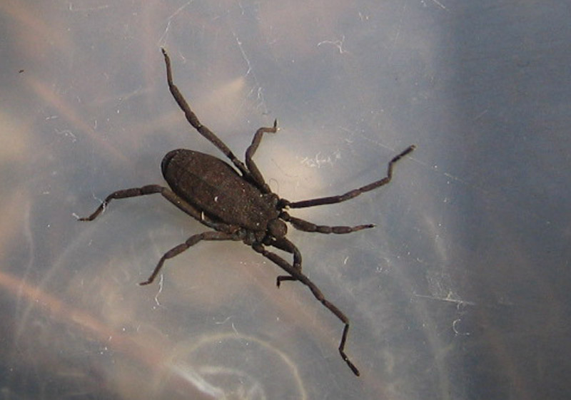 Trogulus del Trentino (Trogulus martensi ?)