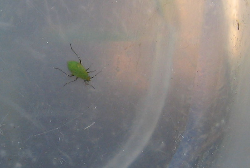 Giovane Miridae problematico da determinare....