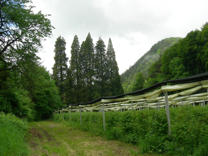 Alberi monumentali: 5 Sequoia (Favogna - BZ)