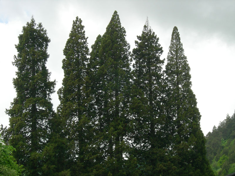 Alberi monumentali: 5 Sequoia (Favogna - BZ)