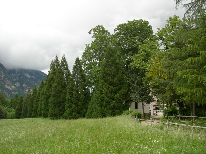 Alberi monumentali: 5 Sequoia (Favogna - BZ)