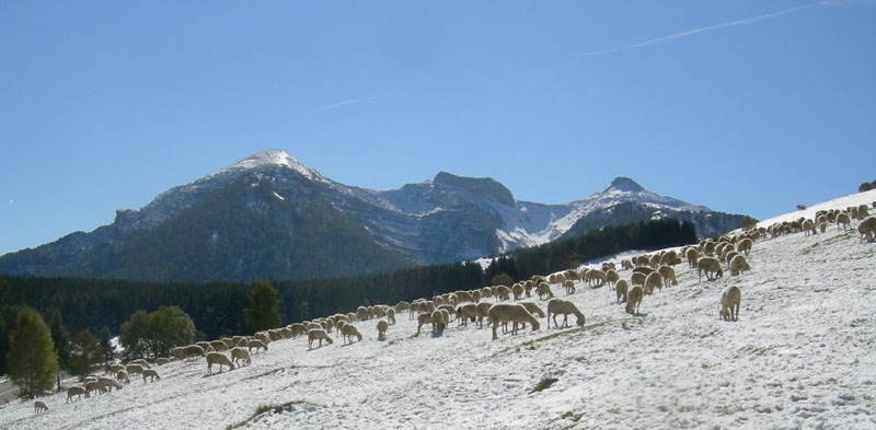 neve....sopra i 1350 m.