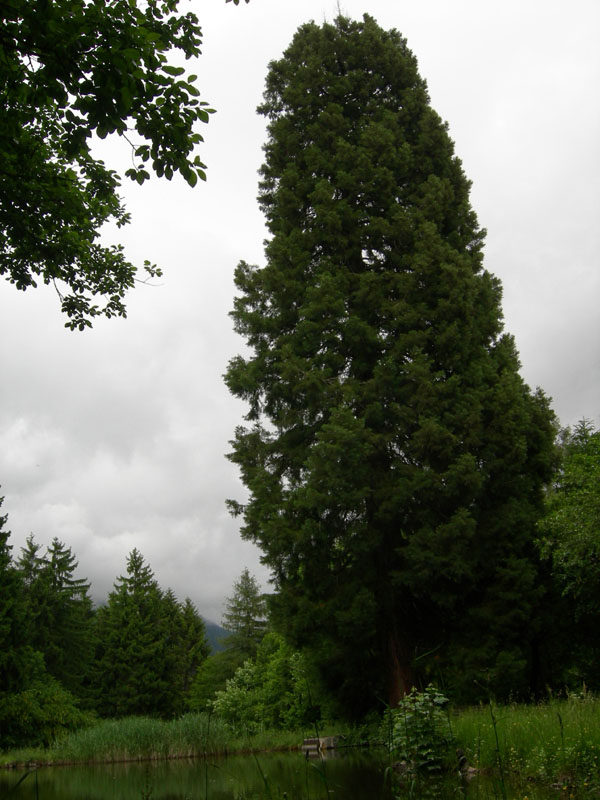 Alberi monumentali: 5 Sequoia (Favogna - BZ)