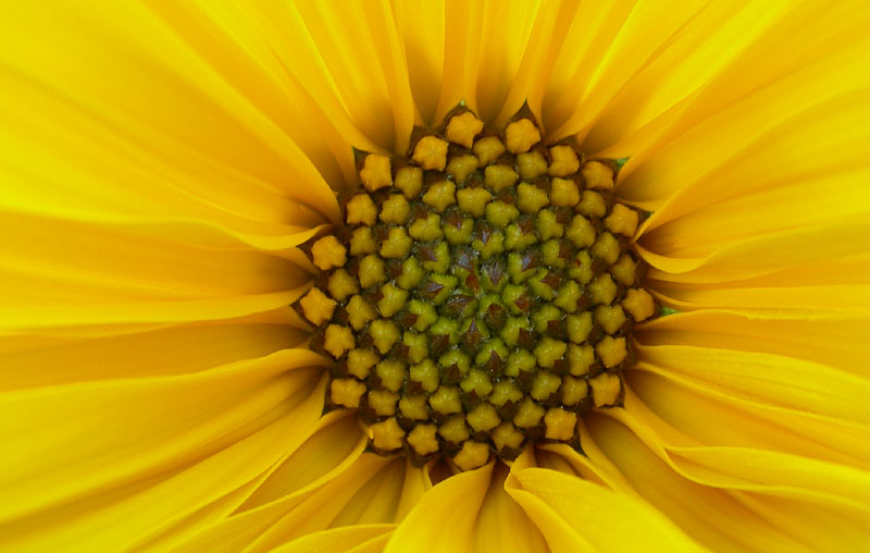 Helianthus tuberosus