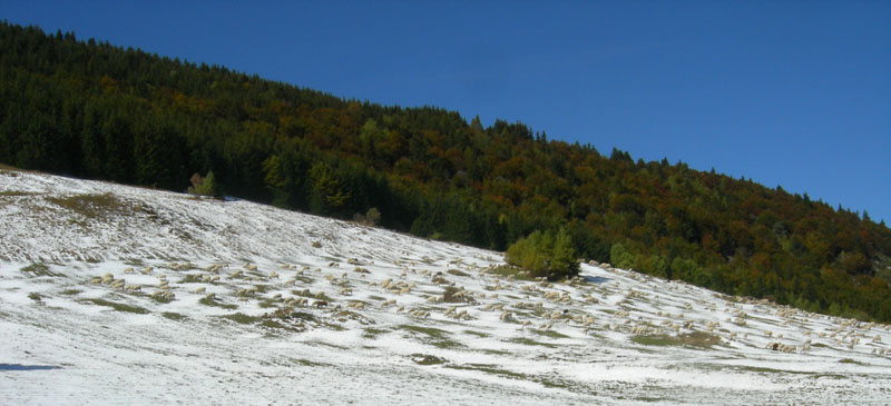 neve....sopra i 1350 m.